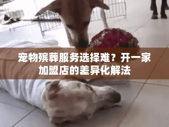 宠物殡葬服务选择难？开一家加盟店的差异化解法