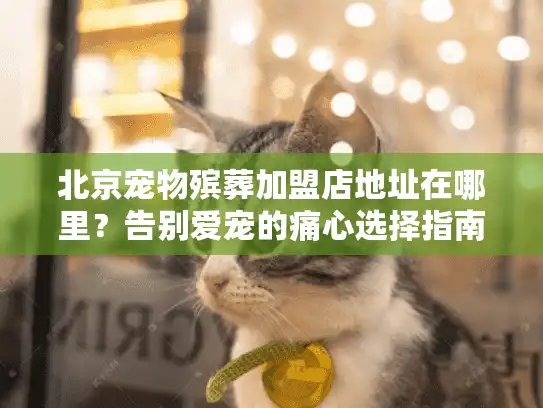 北京宠物殡葬加盟店地址在哪里？告别爱宠的痛心选择指南