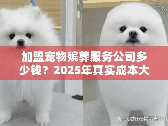 加盟宠物殡葬服务公司多少钱？2025年真实成本大揭秘！
