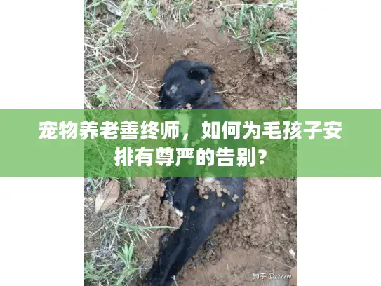 宠物养老善终师，如何为毛孩子安排有尊严的告别？