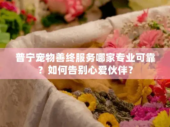 普宁宠物善终服务哪家专业可靠？如何告别心爱伙伴？