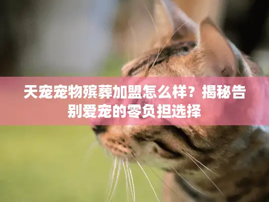 天宠宠物殡葬加盟怎么样？揭秘告别爱宠的零负担选择