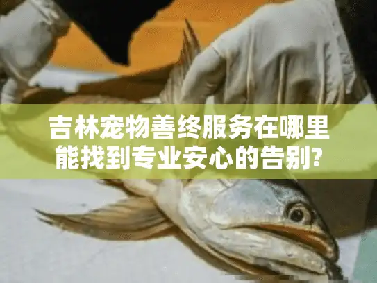 吉林宠物善终服务在哪里能找到专业安心的告别?
