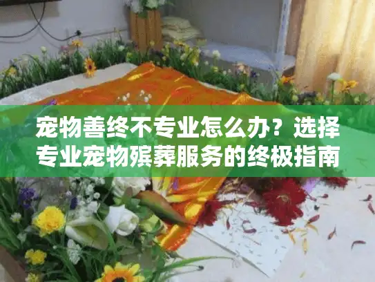 宠物善终不专业怎么办？选择专业宠物殡葬服务的终极指南