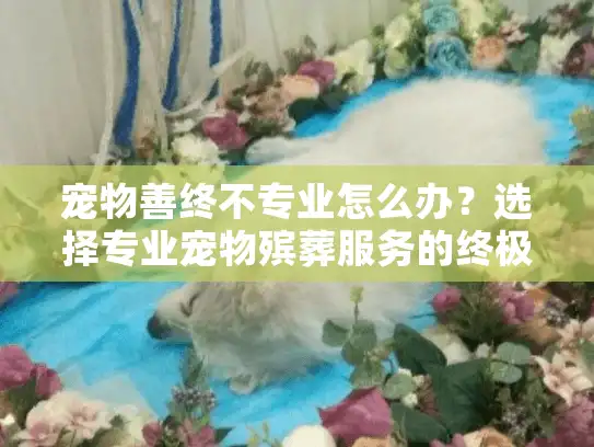 宠物善终不专业怎么办？选择专业宠物殡葬服务的终极指南