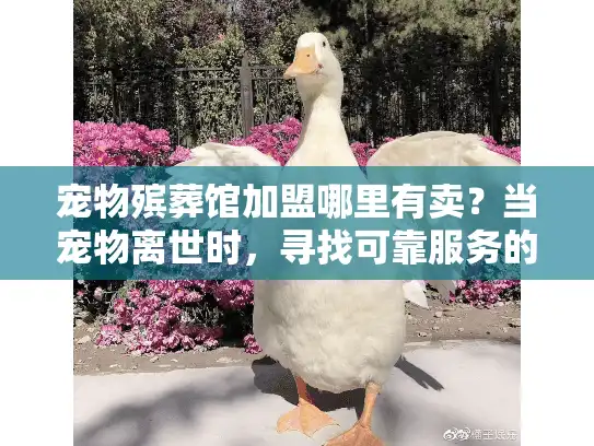 宠物殡葬馆加盟哪里有卖？当宠物离世时，寻找可靠服务的心碎抉择