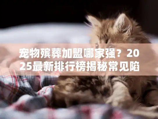 宠物殡葬加盟哪家强？2025最新排行榜揭秘常见陷阱