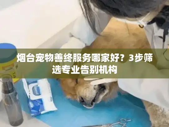 烟台宠物善终服务哪家好？3步筛选专业告别机构