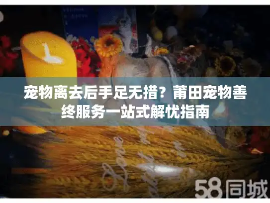 宠物离去后手足无措？莆田宠物善终服务一站式解忧指南