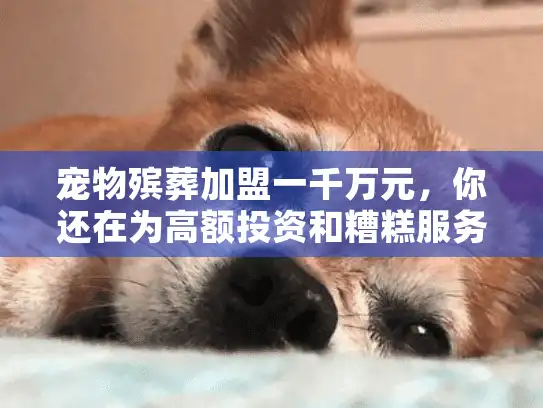 宠物殡葬加盟一千万元，你还在为高额投资和糟糕服务发愁吗？深度解析避坑之道