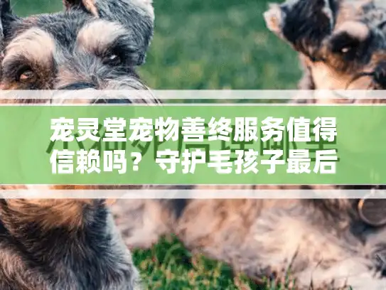 宠灵堂宠物善终服务值得信赖吗？守护毛孩子最后一程的贴心选择