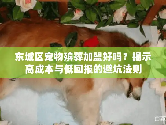 东城区宠物殡葬加盟好吗？揭示高成本与低回报的避坑法则