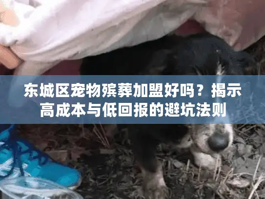 东城区宠物殡葬加盟好吗？揭示高成本与低回报的避坑法则