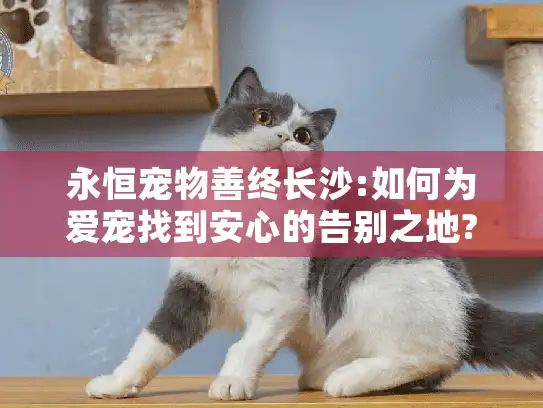 永恒宠物善终长沙:如何为爱宠找到安心的告别之地?