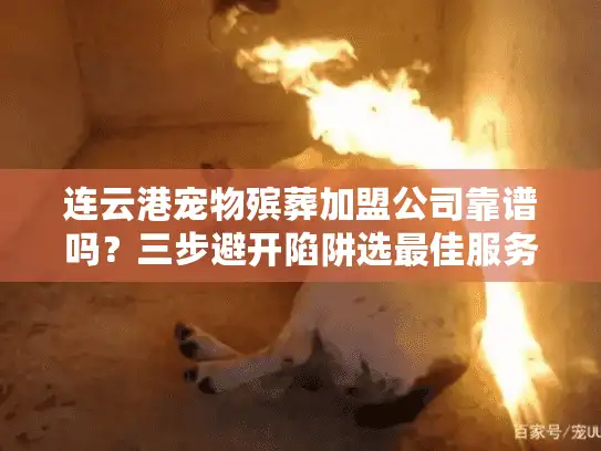连云港宠物殡葬加盟公司靠谱吗？三步避开陷阱选最佳服务
