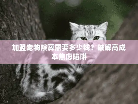 加盟宠物殡葬需要多少钱？破解高成本焦虑陷阱
