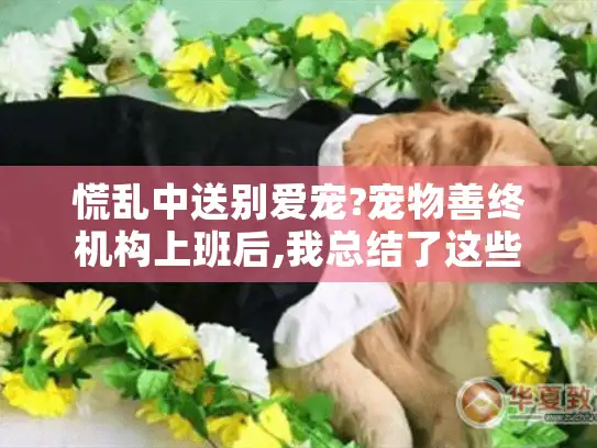慌乱中送别爱宠?宠物善终机构上班后,我总结了这些温暖指引