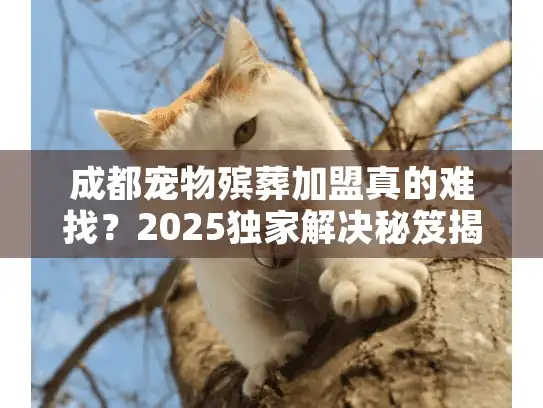 成都宠物殡葬加盟真的难找？2025独家解决秘笈揭晓