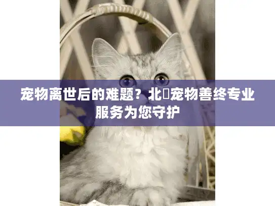 宠物离世后的难题？北滘宠物善终专业服务为您守护
