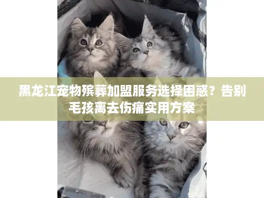 黑龙江宠物殡葬加盟服务选择困惑？告别毛孩离去伤痛实用方案