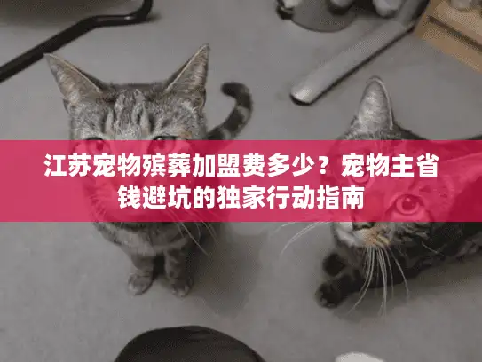 江苏宠物殡葬加盟费多少？宠物主省钱避坑的独家行动指南