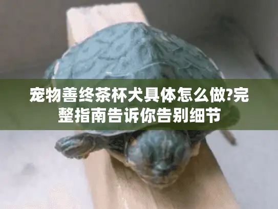 宠物善终茶杯犬具体怎么做?完整指南告诉你告别细节
