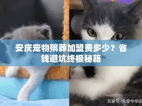安庆宠物殡葬加盟费多少？省钱避坑终极秘籍