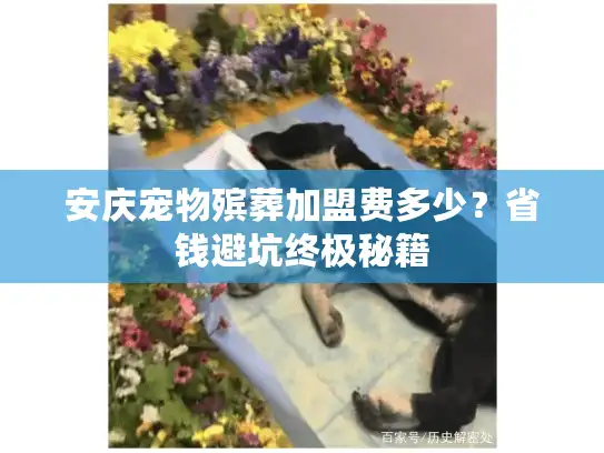 安庆宠物殡葬加盟费多少？省钱避坑终极秘籍