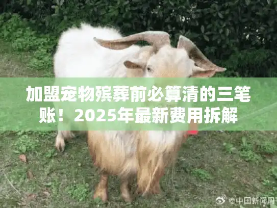 加盟宠物殡葬前必算清的三笔账！2025年最新费用拆解