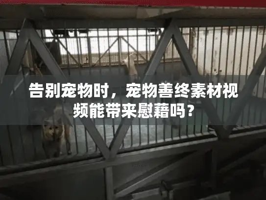 告别宠物时，宠物善终素材视频能带来慰藉吗？