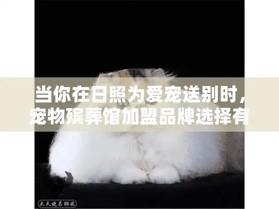 当你在日照为爱宠送别时，宠物殡葬馆加盟品牌选择有多重要？