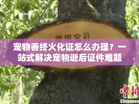 宠物善终火化证怎么办理？一站式解决宠物逝后证件难题