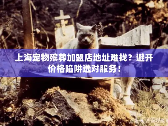 上海宠物殡葬加盟店地址难找？避开价格陷阱选对服务！