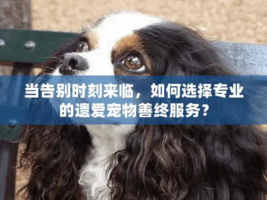 当告别时刻来临，如何选择专业的遗爱宠物善终服务？