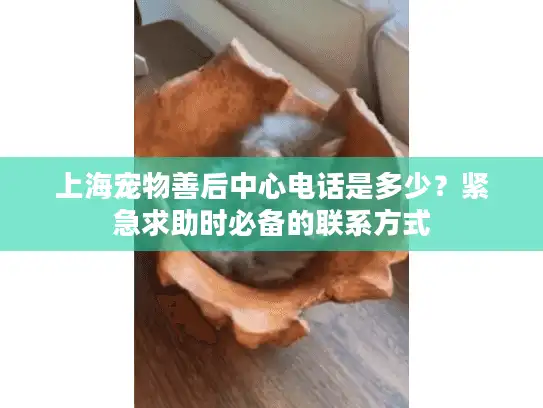上海宠物善后中心电话是多少？紧急求助时必备的联系方式