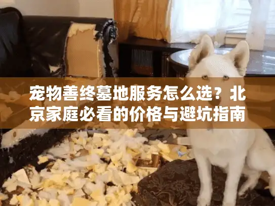 宠物善终墓地服务怎么选？北京家庭必看的价格与避坑指南