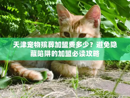 天津宠物殡葬加盟费多少？避免隐藏陷阱的加盟必读攻略