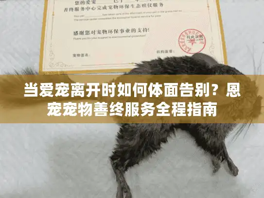当爱宠离开时如何体面告别？恩宠宠物善终服务全程指南