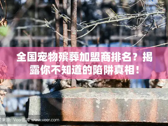 全国宠物殡葬加盟商排名？揭露你不知道的陷阱真相！