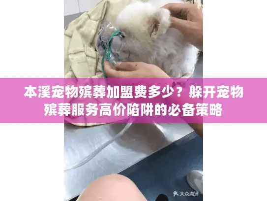 本溪宠物殡葬加盟费多少？躲开宠物殡葬服务高价陷阱的必备策略