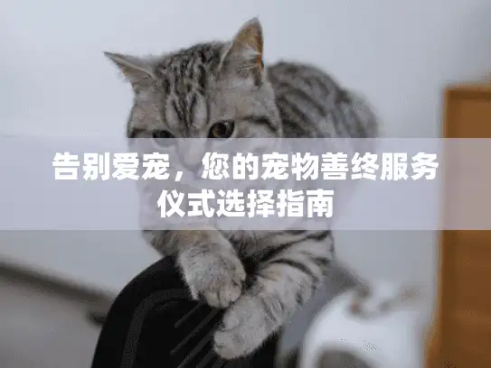 告别爱宠，您的宠物善终服务仪式选择指南