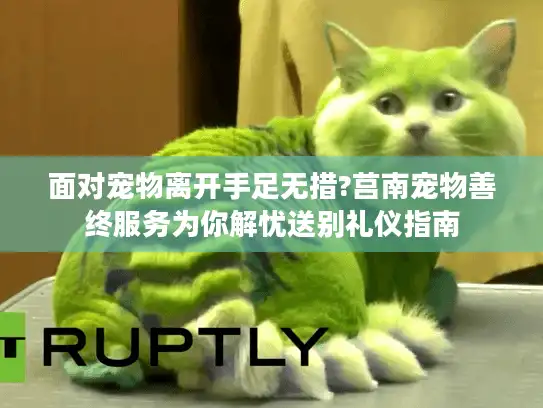 面对宠物离开手足无措?莒南宠物善终服务为你解忧送别礼仪指南