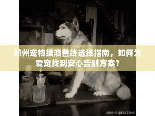 郑州宠物摆渡善终选择指南，如何为爱宠找到安心告别方案？