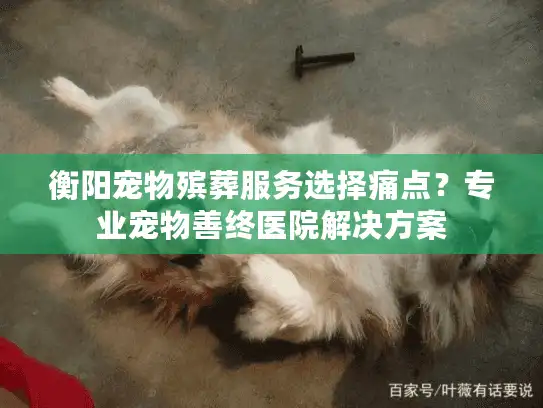 衡阳宠物殡葬服务选择痛点？专业宠物善终医院解决方案