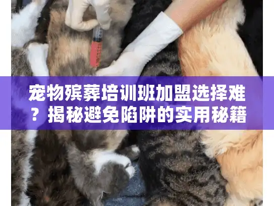 宠物殡葬培训班加盟选择难？揭秘避免陷阱的实用秘籍