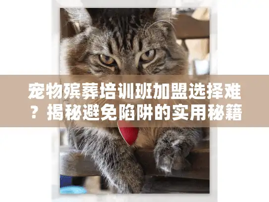 宠物殡葬培训班加盟选择难？揭秘避免陷阱的实用秘籍
