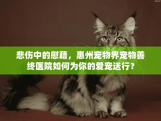 悲伤中的慰藉，惠州宠物界宠物善终医院如何为你的爱宠送行？