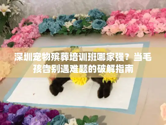 深圳宠物殡葬培训班哪家强？当毛孩告别遇难题的破解指南