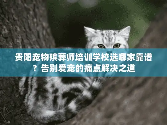 贵阳宠物殡葬师培训学校选哪家靠谱？告别爱宠的痛点解决之道