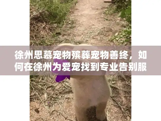 徐州思慕宠物殡葬宠物善终，如何在徐州为爱宠找到专业告别服务？